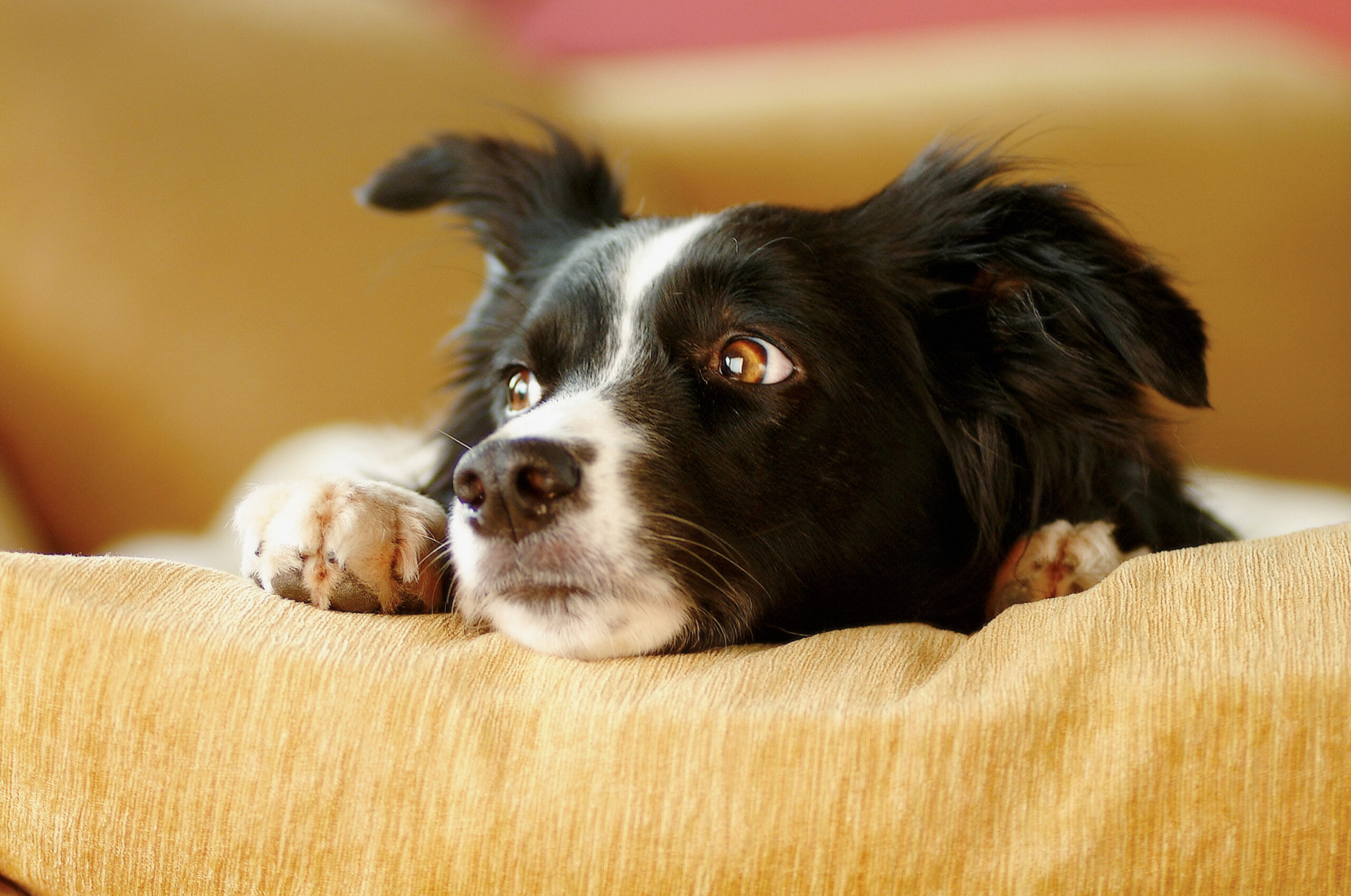 Šunų Maistas: Gydymas, Mitybos Ir Savininko Meilės Šaltinis